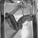 스마트동물병원 군자점 이미지