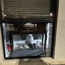 바이더웨이 | 멜버른에서 살아남기 1탄 - ‘세계 최고 말차’를 찾았습니다