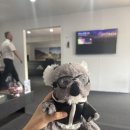 헬기하우스 | [시드니 여행] 헬기투어 후기 🚁 하늘에서 보는 시드니 [가격 | 코스]