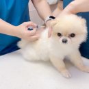 로지동물의료센터 이미지