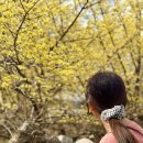 하신회관 | 정말 아름다웠던 구례 산수유축제 직접 다녀온 사진스팟 Tip