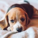 나을동물병원 이미지