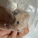 댕이랜드 이미지