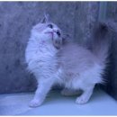 강아지와 고양이 이미지