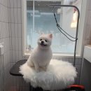 정샘 동물병원 이미지