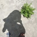 태평농장 이미지