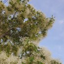 이팝나무 펜션 이미지