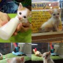 사랑의 염원 이미지