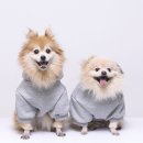 대명동 강아지 이미지