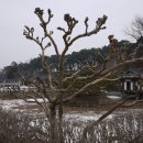 선교장 앞 이미지
