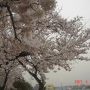구림초등학교 Daum카페