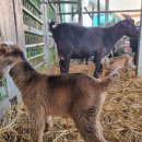 아벨농장 이미지