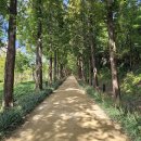 우로지 자연숲 황토길 이미지