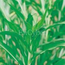 율무 (Coix lachrymajobi var. mayuen) 이미지