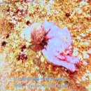 블루 여관 이미지