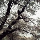 벚꽃길민박