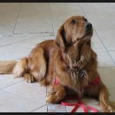 강아지를 부탁해(돌봄) 이미지