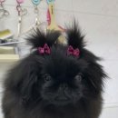 뿌리네 애견샵 이미지