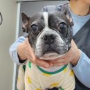 윤성진 안과/외과 동물병원 이미지