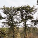 조정만묘 이미지