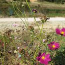 신기리 도로변 이미지