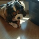 헬시펫 | 헬시펫 이벵당첨 후기