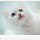 고양이분양은 노블캣 랙돌놀숲분양캐터리 대전점 | 안양고양이분양 관리최고