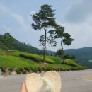솔아재 | 포천 푸른솔cc 한여름 2부티 라운딩 후기