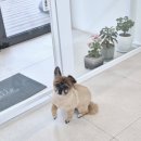 보들하이 이미지