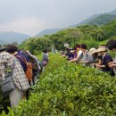 하동야생차 박물관 이미지