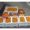 태헌농장 Daum카페