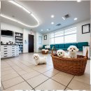 파주켄넬 | 파주 말티푸분양 가성비 최고 선택은 숨은 비용까지 꼼꼼히