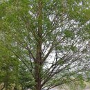 복수면사무소 이미지