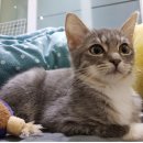 개냥아치 이미지