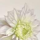 색연필로 쉽게 그리는 보타니컬아트 이미지