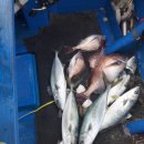 피싱스토리 이미지