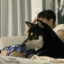 피정현 동물병원 이미지