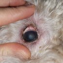 Dr. 주 동물병원 이미지