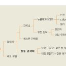 상동염색체 (Homologous Chromosomes) 124499 김기무 이미지