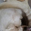 도그 앤 캣츠 이미지