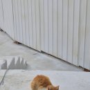 코스타리몬 이미지