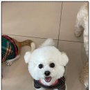 부산애견호텔 강아지 유치원 맘바이 서면본점 이미지