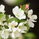 사과꽃 향기는 바람 이미지