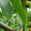 형국농장 이미지