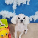 애견미용실 이미지