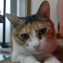 선부1동 주민센터 이미지