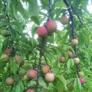 다두농장 이미지