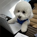 도그유토피아 더펜트 이미지