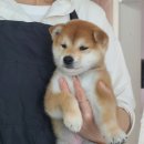 후니네멍멍이 이미지