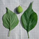 살구나무 Prunus armeniaca var. ansu Maxim. 이미지